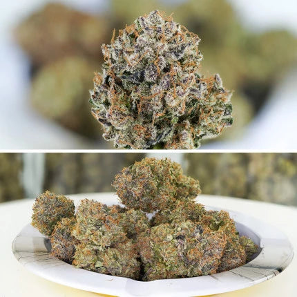 Dutch Passion Auto Mimosa Punch (Dutch Passion)