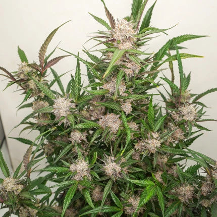 Dutch Passion Auto Mimosa Punch (Dutch Passion)