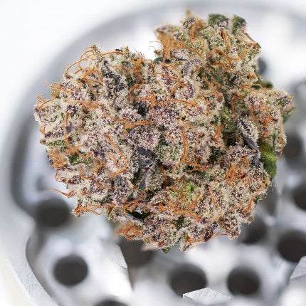 Dutch Passion Auto Mimosa Punch (Dutch Passion)