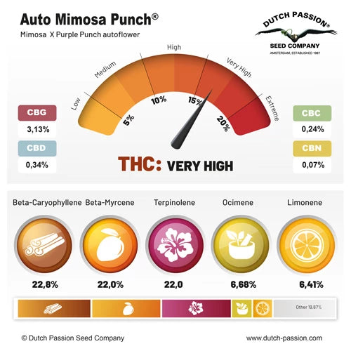 Dutch Passion Auto Mimosa Punch (Dutch Passion)