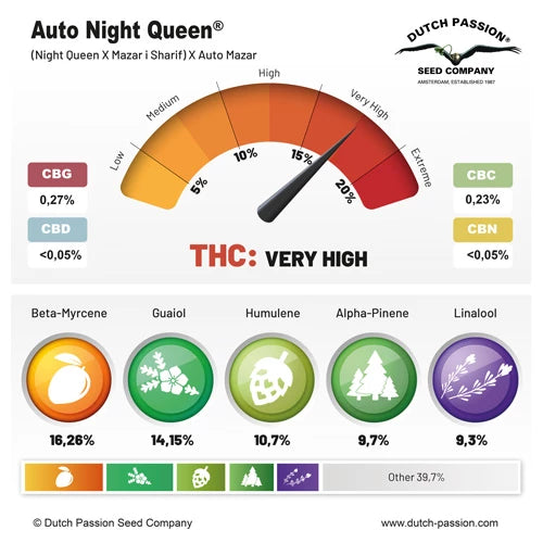 Dutch Passion Auto Night Queen (Dutch Passion)