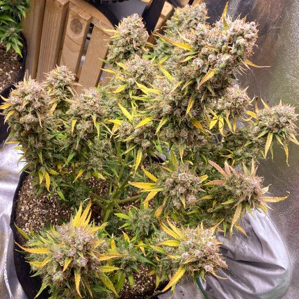 Dutch Passion Auto Night Queen (Dutch Passion)