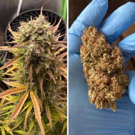 Dutch Passion Auto Night Queen