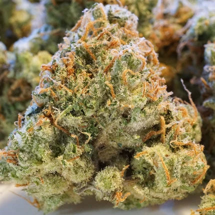 Dutch Passion Auto Night Queen