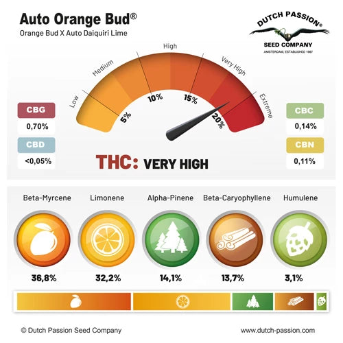 Dutch Passion Auto Orange Bud (Dutch Passion)