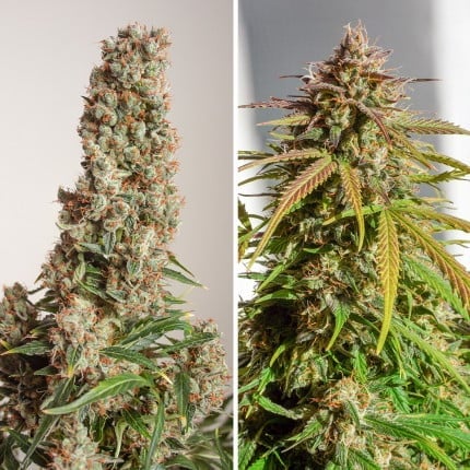 Dutch Passion Auto Orange Bud (Dutch Passion)