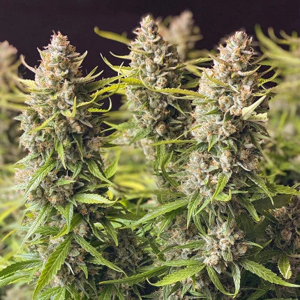 Dutch Passion Auto Orange Bud (Dutch Passion)