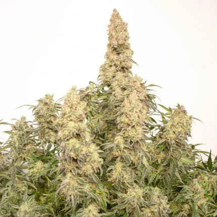 Dutch Passion Auto Orange Bud (Dutch Passion)