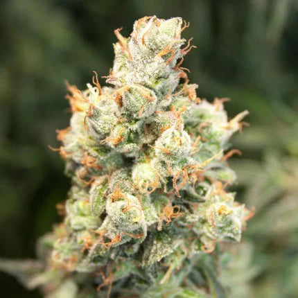Dutch Passion Auto Orange Bud (Dutch Passion)