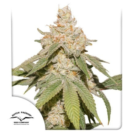 Dutch Passion Auto SFV OG (Dutch Passion)