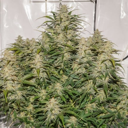 Dutch Passion Auto SFV OG (Dutch Passion)