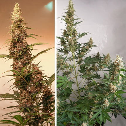 Dutch Passion Auto SFV OG (Dutch Passion)