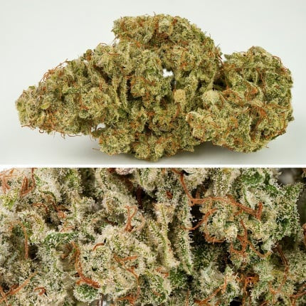 Dutch Passion Auto SFV OG (Dutch Passion)