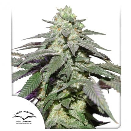 Dutch Passion Auto Skywalker Haze (Dutch Passion)