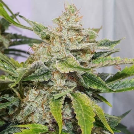 Dutch Passion Auto Skywalker Haze (Dutch Passion)