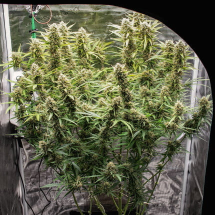 Dutch Passion Auto Skywalker Haze (Dutch Passion)