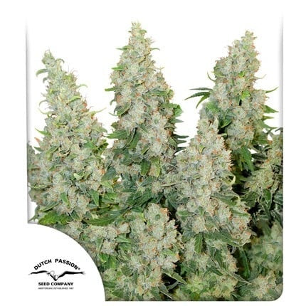 Dutch Passion Auto Think Different (Dutch Passion)