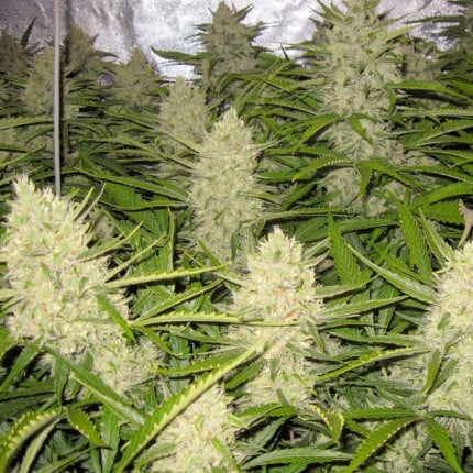 Dutch Passion Auto Think Different (Dutch Passion)