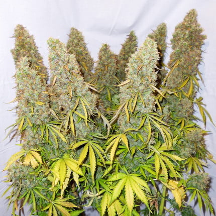 Dutch Passion Auto Think Different (Dutch Passion)