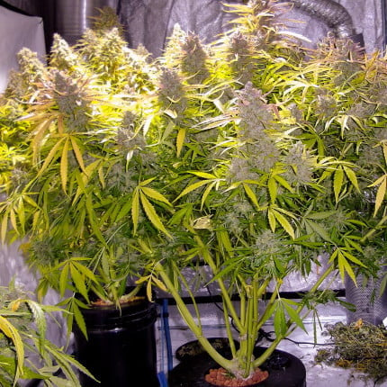 Dutch Passion Auto Think Different (Dutch Passion)