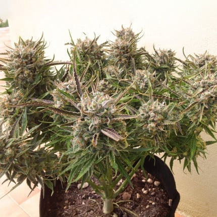 Dutch Passion Auto Think Different (Dutch Passion)