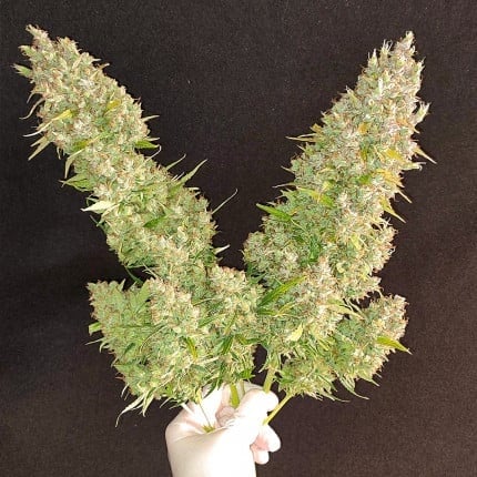 Dutch Passion Auto Ultimate (Dutch Passion)