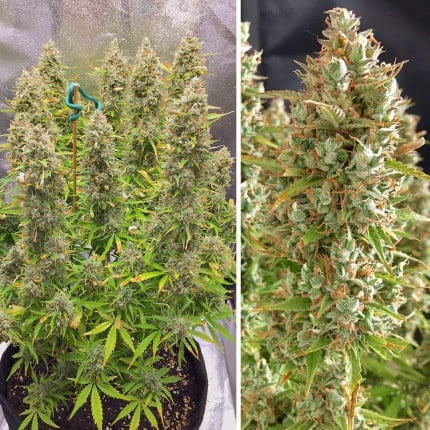 Dutch Passion Auto Ultimate (Dutch Passion)