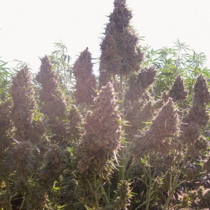 Dutch Passion Auto Ultimate (Dutch Passion)