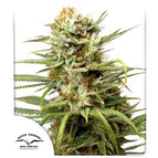 3 Seeds