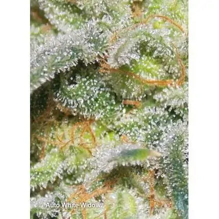 Dutch Passion Auto White Widow (Dutch Passion)