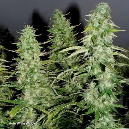 Dutch Passion Auto White Widow (Dutch Passion)