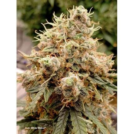 Dutch Passion Auto White Widow (Dutch Passion)