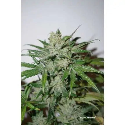 Dutch Passion Auto Xtreme Haze (Dutch Passion)