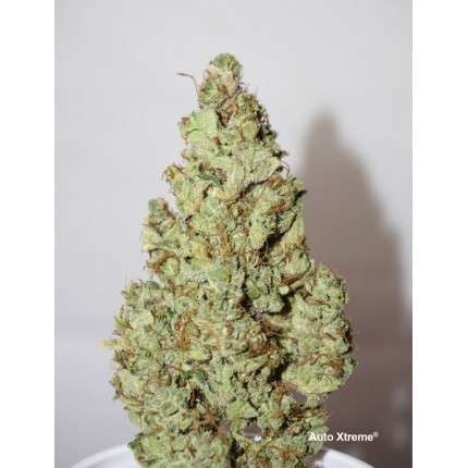 Dutch Passion Auto Xtreme Haze (Dutch Passion)