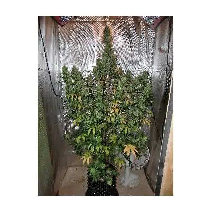 Dutch Passion Auto Xtreme Haze (Dutch Passion)