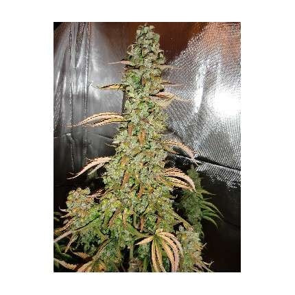 Dutch Passion Auto Xtreme Haze (Dutch Passion)