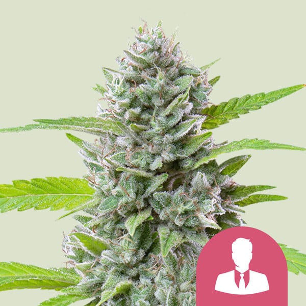 El Patron (Royal Queen Seeds)