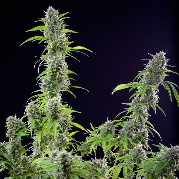 El Patron (Royal Queen Seeds)