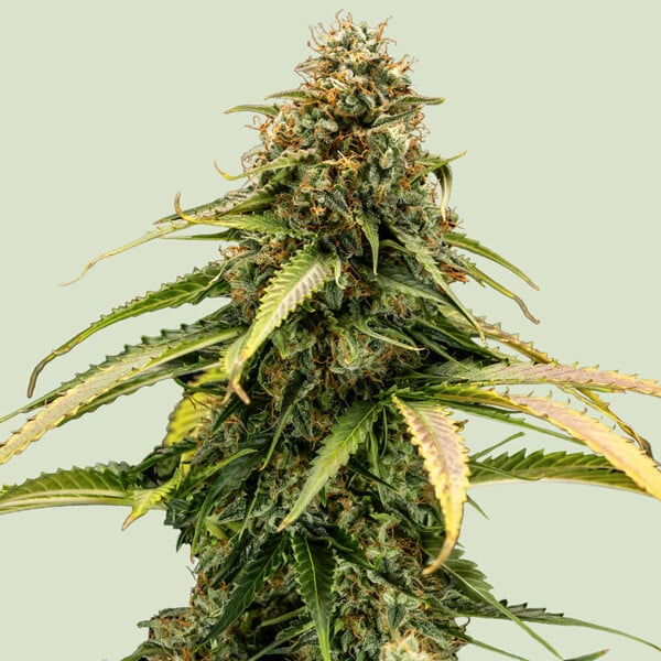 Epsilon F1 (Royal Queen Seeds)