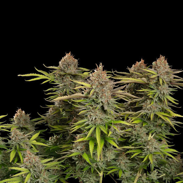 Euphoria (Royal Queen Seeds)