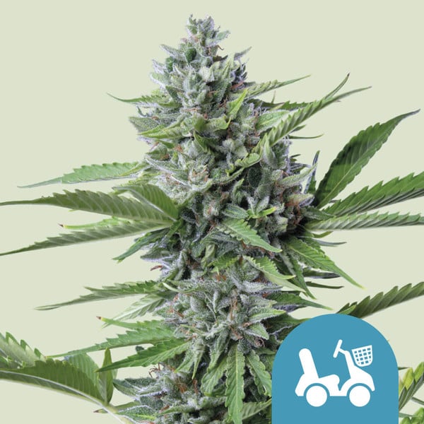 Fast Eddy Auto (Royal Queen Seeds)