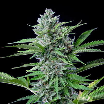 Fast Eddy Auto (Royal Queen Seeds)