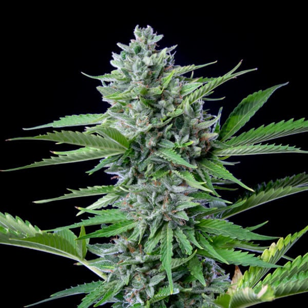 Fast Eddy Auto (Royal Queen Seeds)