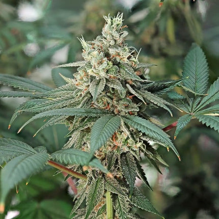 Fat Banana (Royal Queen Seeds)
