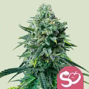 Forbidden Fruit (Royal Queen Seeds)