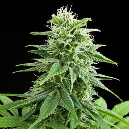 Fruit Spirit (Royal Queen Seeds)
