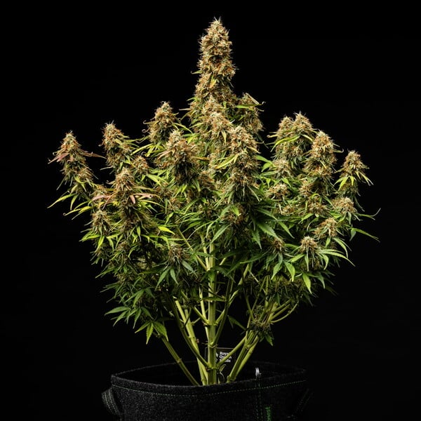 Gaia F1 (Royal Queen Seeds)