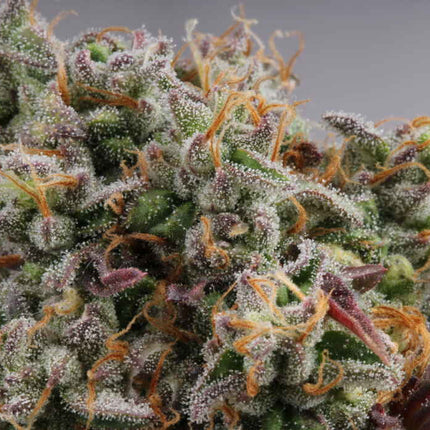 Gelato 41 - 3 Zaden (Seedstockers)