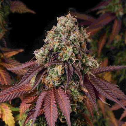 Gelato 41 - 3 Zaden (Seedstockers)