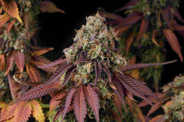 Gelato 41 - 3 Zaden (Seedstockers)